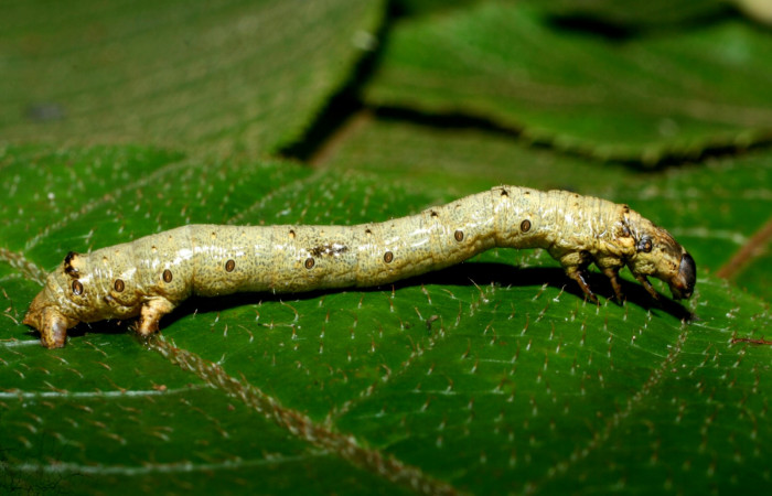 Figura 14. Lateral entero <i>Oxydia</i> bilineaDHJ02 (Geometridae). Sector Cacao, Sendero Nayo, (elevación 1090 metros). Colectada 28 mayo 2009. (09-SRNP-35992-DHJ456478.jpg).