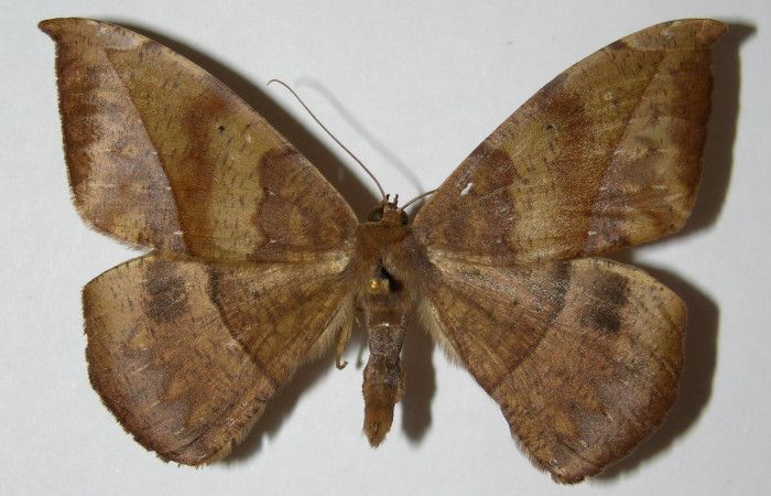 Figura 15. Adulto de <i>Oxydia</i> bilineaDHJ02 (Geometridae), macho, posición dorsal. (00-SRNP-11402-DHJ324892.jpg).