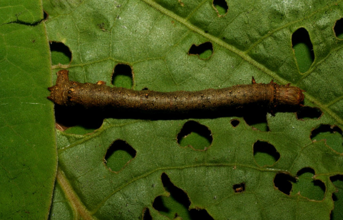 Figura 17. Dorsal entero <i>Oxydia</i> bilineaDHJ02 (Geometridae). Sector Pitilla, Sendero Laguna, (elevación 680 metros). Colectada 20 mayo 2011. (11-SRNP-31454-DHJ494266.jpg).