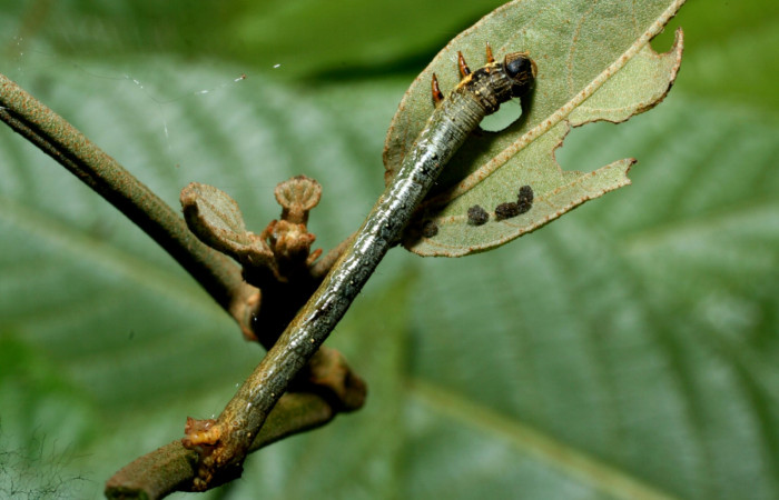 Figura 1. Dorsal entero <i>Oxydia</i> bilineaDHJ02 (Geometridae).Sector Cacao, Sendero Nayo, (elevación 1090 metros).Colectada 28 mayo 2009.(09-SRNP-35992-DHJ456487.jpg).