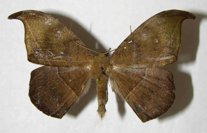 Figura 20. Adulto de <i>Oxydia</i> Janzen09 (Geometridae), posición dorsal. (06-SRNP-5168-DHJ356494.jpg).