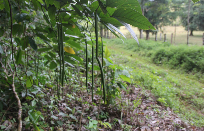 Figura 23. Planta hospedera de larva <i>Oxydia</i> Janzen09, (Geometridae), <i>Senna papillosa</i>, (Fabaceae), posición frutos alargados. Foto, Anabelle Córdoba, 2 Enero 2018.