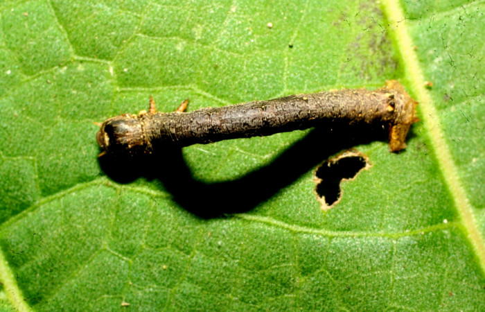 Figura 4. Dorsal entero <i>Oxydia</i> bilineaDHJ02 (Geometridae). Sector Pitilla, Sendero laguna, (elevación 680 metros). Colectada 20 mayo 2011. (11-SRNP-31454-DHJ494256.jpg).