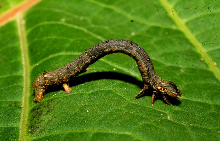Figura 5. Lateral entero <i>Oxydia</i> bilineaDHJ02 (Geometridae). Sector Pitilla, Sendero laguna, (elevación 680 metros). Colectada 20 mayo 2011. (11-SRNP-31454-DHJ494257.jpg).