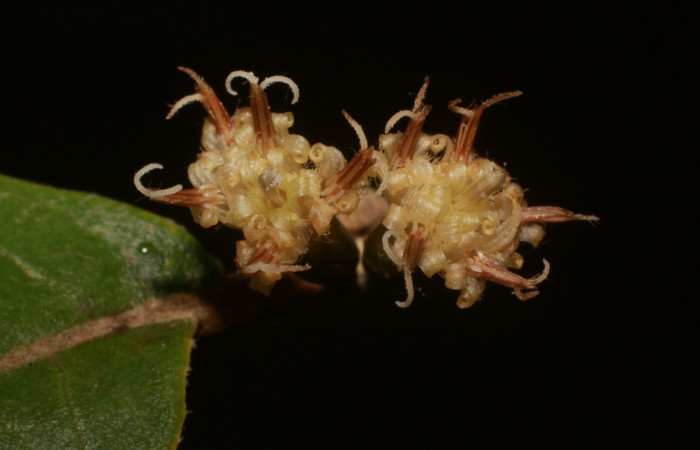 Figura. 10 Posición flores de frente, <i>Piptocarpha poeppigiana</i>, (Asteraceae). Area de Conservación Guanacaste, Sector Rincón Rain Forest, Estación Leiva, Cafecito , (elevación 455 metros), colectada el 5 de Junio 2020. Foto, Jorge Hernández.
