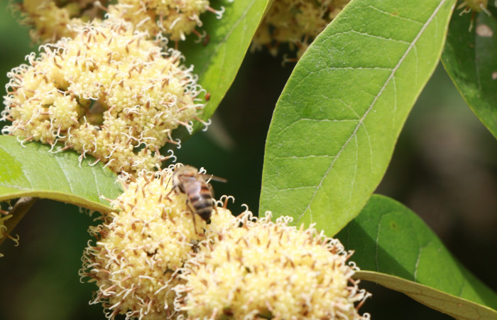 Figura. 11 Posición flores de frente polinizada por una abeja, <i>Piptocarpha poeppigiana</i>, (Asteraceae). Area de Conservación Guanacaste, Sector Rincón Rain Forest, Estación Leiva, Cafecito , (elevación 455 metros), colectada el 5 de Junio 2020. Foto, Jorge Hernández.