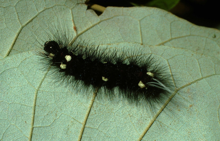 Figura. 12 Larva <i>Dysschema perplexa</i> (Erebidae), posición dorsal alimentándose en <i>Piptocarpha poeppigiana</i>, (Asteraceae). (03-SRNP-13081.1-DHJ78425.jpg).