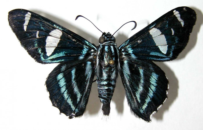 Figura 15. Adulto <i>Elbella</i> patrobasDHJ01 (Hesperiidae), Hembra vista dorsal. (03-SRNP-6393-DHJ39530).