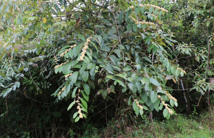 Figura. 1 Habitad, <i>Piptocarpha poeppigiana</i>, (Asteraceae). Area de Conservación Guanacaste, Sector Rincón Rain Forest, Estación Leiva, Cafecito , (elevación 455 metros), colectada el 5 de Junio 2020. Foto, Jorge Hernández.
