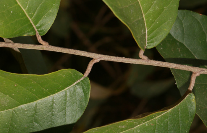 Figura. 2 Posición hojas, <i>Piptocarpha poeppigiana</i>, (Asteraceae). Area de Conservación Guanacaste, Sector Rincón Rain Forest, Estación Leiva, Cafecito , (elevación 455 metros), colectada el 5 de Junio 2020. Foto, Jorge Hernández.