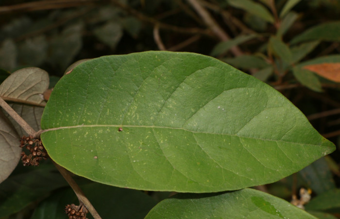 Figura. 3 Posición haz, <i>Piptocarpha poeppigiana</i>, (Asteraceae). Area de Conservación Guanacaste, Sector Rincón Rain Forest, Estación Leiva, Cafecito , (elevación 455 metros), colectada el 5 de Junio 2020. Foto, Jorge Hernández.