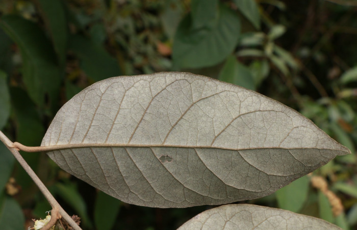 Figura. 4 Posición envés, <i>Piptocarpha poeppigiana</i>, (Asteraceae). Area de Conservación Guanacaste, Sector Rincón Rain Forest, Estación Leiva, Cafecito , (elevación 455 metros), colectada el 5 de Junio 2020. Foto, Jorge Hernández.