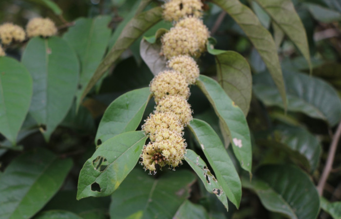 Figura. 5 Posición flores en rama, <i>Piptocarpha poeppigiana</i>, (Asteraceae). Area de Conservación Guanacaste, Sector Rincón Rain Forest, Estación Leiva, Cafecito , (elevación 455 metros), colectada el 5 de Junio 2020. Foto, Jorge Hernández.