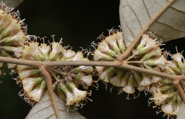 Figura. 6 Posición flor lateral, <i>Piptocarpha poeppigiana</i>, (Asteraceae). Area de Conservación Guanacaste, Sector Rincón Rain Forest, Estación Leiva, Cafecito , (elevación 455 metros), colectada el 5 de Junio 2020. Foto, Jorge Hernández.