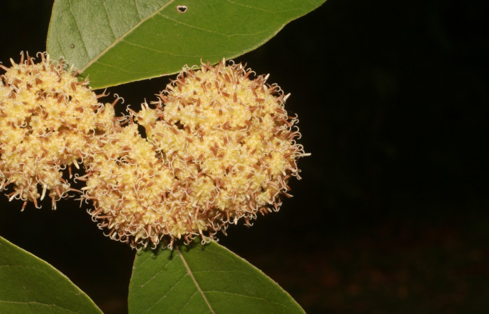 Figura. 7 Posición inflorescencia de frente, <i>Piptocarpha poeppigiana</i>, (Asteraceae). Area de Conservación Guanacaste, Sector Rincón Rain Forest, Estación Leiva, Cafecito , (elevación 455 metros), colectada el 5 de Junio 2020. Foto, Jorge Hernández.