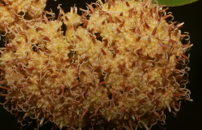 Figura. 8 Posición flores de frente, <i>Piptocarpha poeppigiana</i>, (Asteraceae). Area de Conservación Guanacaste, Sector Rincón Rain Forest, Estación Leiva, Cafecito , (elevación 455 metros), colectada el 5 de Junio 2020. Foto, Jorge Hernández.