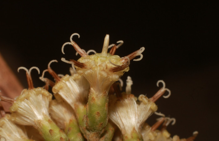 Figura. 9 Posición flores laterales, <i>Piptocarpha poeppigiana</i>, (Asteraceae). Area de Conservación Guanacaste, Sector Rincón Rain Forest, Estación Leiva, Cafecito , (elevación 455 metros), colectada el 5 de Junio 2020. Foto, Jorge Hernández.