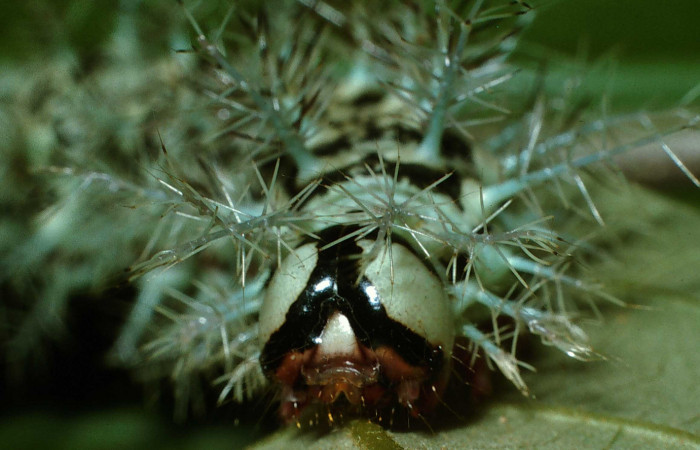 Figura 4. <i>Dirphia avirosensis</i> (Saturniidae), larva en último estadio, posición frontal, Entrada Santa Elena. Voucher 03-SRNP-30692-DHJ80850.jpg.