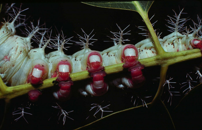 Figura 6. <i>Dirphia avirosensis</i> (Saturniidae), larva en último estadio, posición ventral. Sector Santa Rosa, Area Administrativa. Voucher 80-SRNP-235-DHJ1442.jpg.