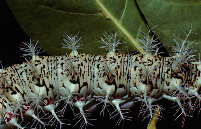 Figura 7. <i>Dirphia avirosensis</i> (Saturniidae), larva en último estadio, posición dorsal. Sector Santa Rosa, Area Administrativa. Voucher 80-SRNP-235-DHJ1445.jpg.