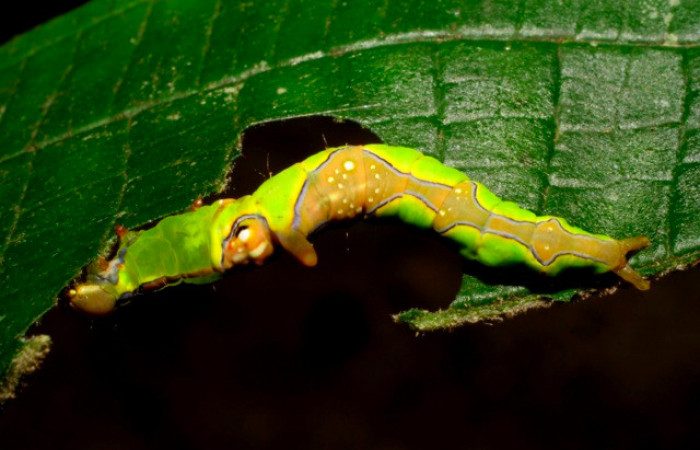 Fig.10. Larva de <i>Rhuda difficilis</i>. Vista dorsal. Voucher:  07-SRNP-973-DHJ419417.jpg,30mm de longitud
