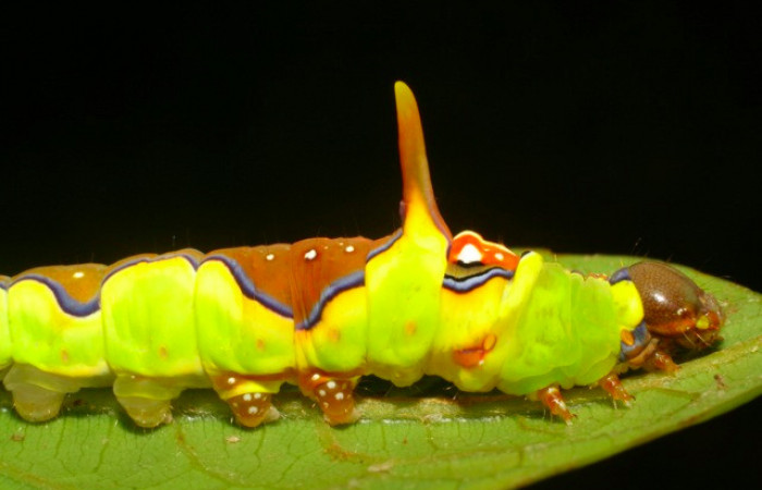 Fig.12. Larva de <i>Rhuda difficilis</i>. Vista lateral. Voucher: 07-SRNP-32531-DHJ421603.jpg.36mm de longitud.
