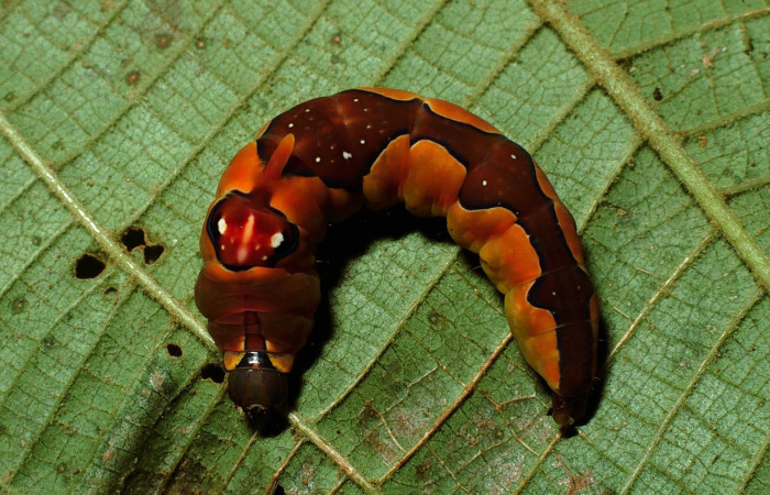 Fig.13. Prepupa de <i>Rhuda difficilis</i>. Vista dorsal. Voucher: 13.02-SRNP-3558-DHJ67371.jpg. 42mm de longitud.
