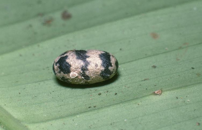 Fig.14. Capullo de parásito de <i>Rhuda difficilis</i>. Voucher: 04-SRNP-2410-DHJ85851.jpg.