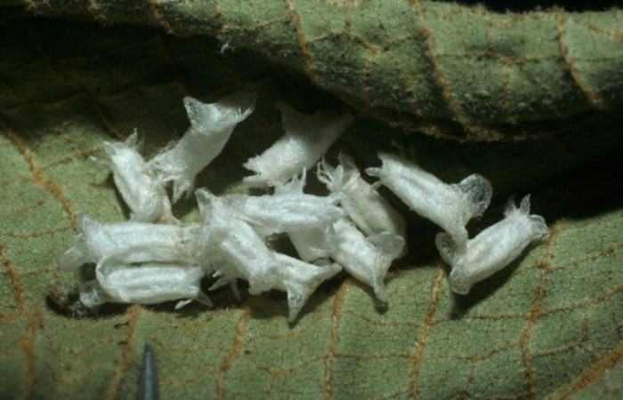 Fig.15. Capullos de parásitos de <i>Rhuda difficilis</i>. Voucher: 07-SRNP-2053-DHJ452667.jpg.