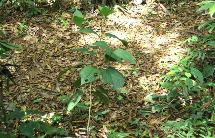 Fig.16. Arbol juvenil de <i>Conostegia micrantha</i> (Melastomataceae), planta hospedera de <i>Rhuda difficilis</i>. 