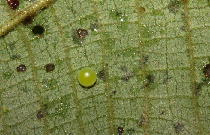 Fig.4. Huevo de <i>Rhuda difficilis</i>. Voucher: 14-SRNP-31016-DHJ721137.jpg, 1mm de longitud.
