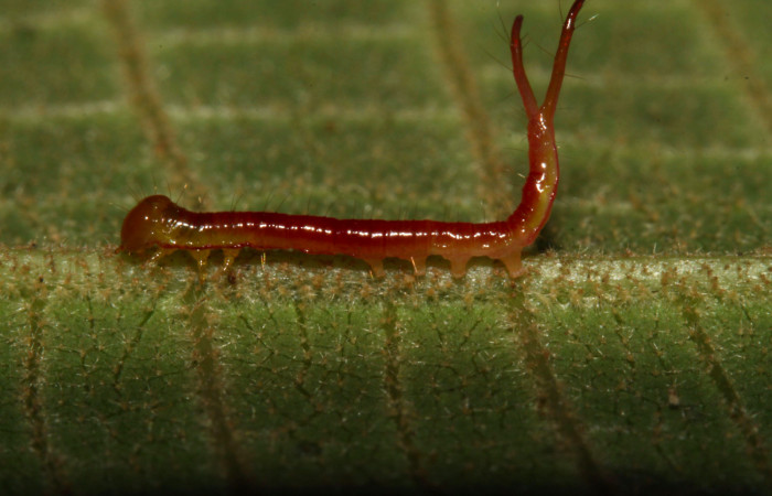 Fig.6. Larva de <i>Rhuda difficilis</i>. Vista lateral. Voucher: 14-SRNP-31016-DHJ721142.jpg, 11mm de longitud.
