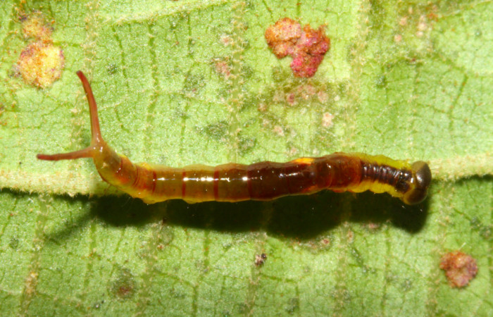 Fig.7. Larva de <i>Rhuda difficilis</i>. Vista dorsal. Voucher: 14-SRNP-31016-DHJ721147.jpg, 20mm de longitud.
