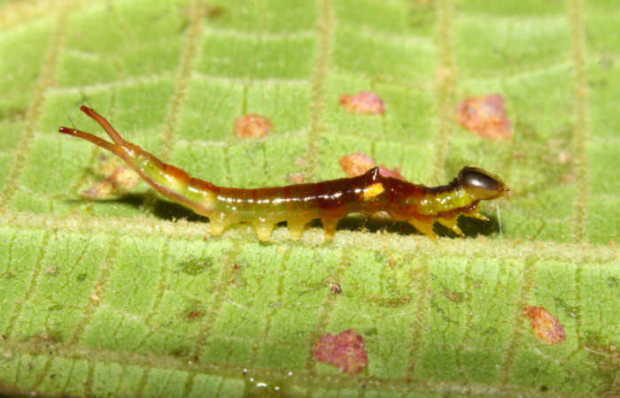 Fig.8. Larva de <i>Rhuda difficilis</i>. Vista lateral. Voucher: 14-SRNP-31016-DHJ721144.jpg, 20mm de longitud.

