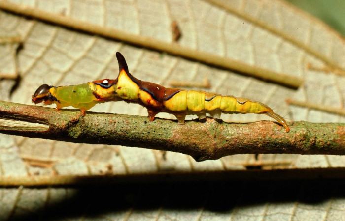 Fig.9. Larva de <i>Rhuda difficilis</i>. Vista lateral. Voucher: 02-SRNP-9631-DHJ68869.jpg.