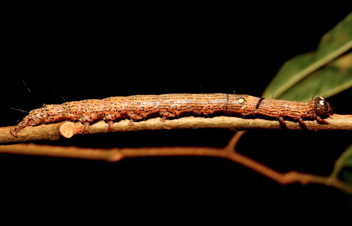 Figura 1. Larva <i>Euclystis sublignaris</i> (Erebidae), cuarto estadio posición lateral, mide 30 mm aproximadamente. Planta hospedera <i>Goethalsia meiantha</i> (Malvaceae). Voucher: 09-SRNP-44848-DHJ459829.jpg.