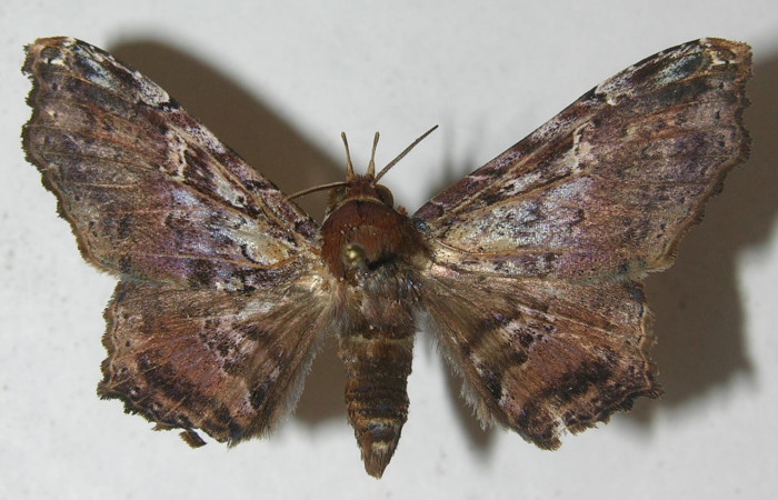 Figura 10. Adulto <i>Euclystis sublignaris</i> (Erebidae), posición dorsal, mide 40 mm aproximadamente. Voucher: 11-SRNP-65982-DHJ554382.