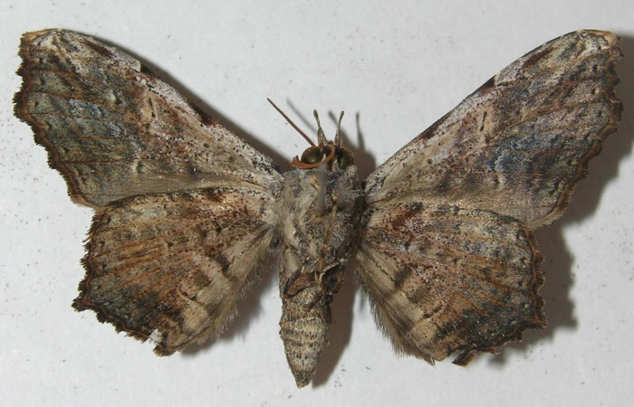 Figura 11. Adulto <i>Euclystis sublignaris</i> (Erebidae), posición ventral, mide 40 mm aproximadamente. Voucher: 11-SRNP-65982-DHJ554383.