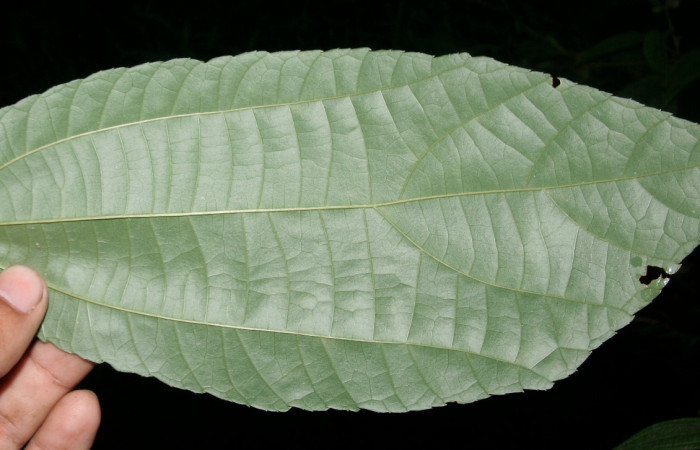 Figura 12. Planta hospedera <i>Goethalsia meiantha</i> (Malvaceae). Posición envés, mide 20 centímetros aproximadamente. Voucher: BioBot05748-BB024269.JPG.
