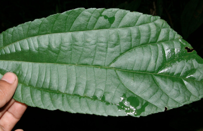 Figura 13. Planta hospedera <i>Goethalsia meiantha</i> (Malvaceae). Posición haz, mide 20 centímetros aproximadamente. Voucher:BioBot05748-BB024270.JPG.