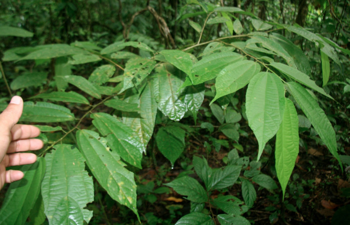Figura 14. Planta hospedera <i>Goethalsia meiantha</i> (Malvaceae). Posición hojas alternas, árbol juvenil, mide 20 centímetros aproximadamente. Voucher:BioBot05745-BB024247.JPG.
