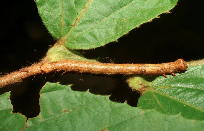 Figura 15. Larva <i>Euclystis guerini</i> (Erebidae), último estadío, posición lateral dorsal, mide 46 mm aproximadamente. Planta hospedera <i>Luehea speciosa</i> (Malvaceae). Voucher: 06-SRNP-57652-DHJ417824.jpg.