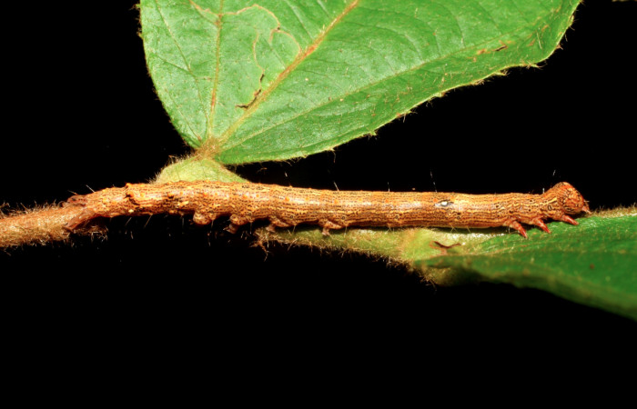 Figura 16. Larva <i>Euclystis guerini</i> (Erebidae), cuarto estadío, posición lateral, mide 46 mm aproximadamente. Planta hospedera <i>Luehea speciosa</i> (Malvaceae) Voucher: 06-SRNP-57652-DHJ417825.jpg.