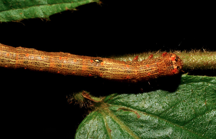 Figura 17. Larva <i>Euclystis guerini</i> (Erebidae), cuarto estadío, posición dorso cabeza, mide 46 mm aproximadamente. Planta hospedera Luehea speciosa (Malvaceae) Voucher: 06-SRNP-57652-DHJ417828.jpg.