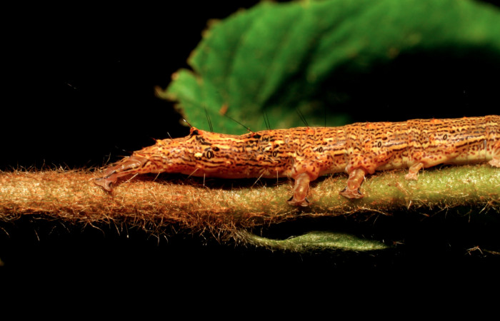 Figura 18. Larva <i>Euclystis guerini</i> (Erebidae), cuarto estadío, posición extremidades traceras, mide 46 mm aproximadamente. Planta hospedera <i>Luehea speciosa</i> (Malvaceae) Voucher: 06-SRNP-57652-DHJ417831.jpg.