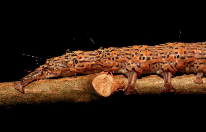 Figura 19. Larva <i>Euclystis guerini</i> (Erebidae), cuarto estadío, posición frontal cabeza, mide 46 mm aproximadamente. Planta hospedera <i>Luehea speciosa </i>(Malvaceae) Voucher:06-SRNP-57652-DHJ417834.jpg.
