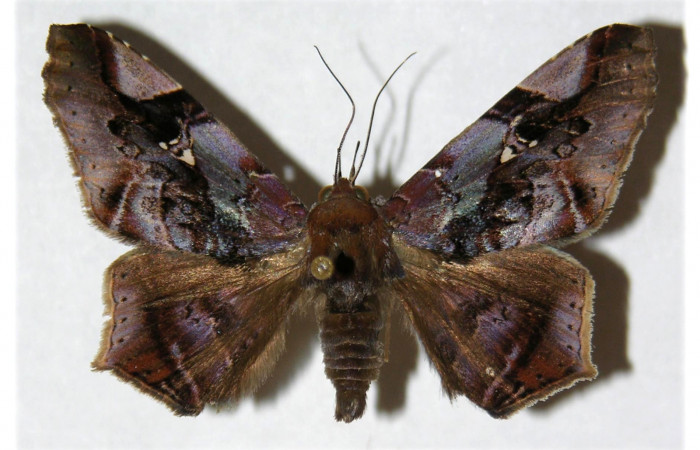 Figura 20. Adulto <i>Euclystis guerini</i> (Erebidae), posición dorsal, mide 41 mm aproximadamente. Voucher: 01- SRNP-13096-DHJ312578.