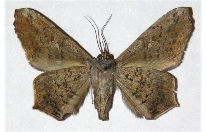 Figura 21. Adulto <i>Euclystis guerini</i> (Erebidae), posición ventral, mide 41 mm aproximadamente. Voucher: 01-SRNP-13096- DHJ312579.