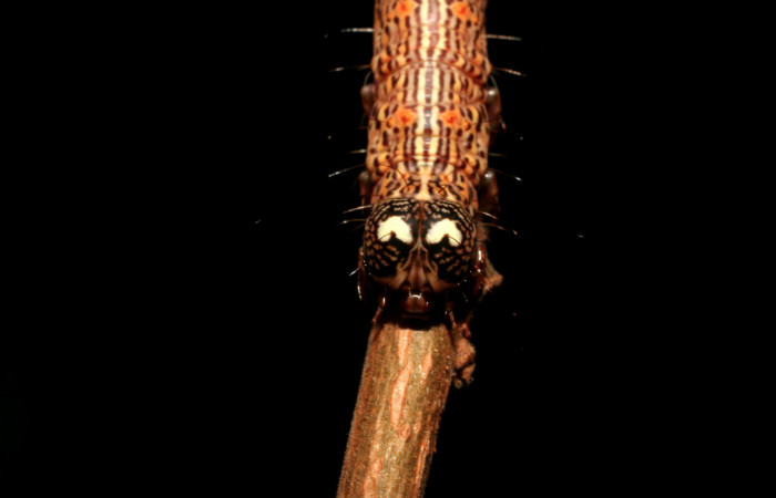 Figura 3. Larva <i>Euclystis sublignaris</i> (Erebidae), cuarto estadio posición la cabeza frontal, mide 30 mm aproximadamente. Planta hospedera <i>Goethalsia meiantha</i> (Malvaceae). Voucher: 09-SRNP-44848-DHJ459832.jpg.