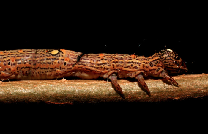 Figura 4. Larva <i>Euclystis sublignaris</i> (Erebidae), cuarto estadio posición lateral, torax, cabeza, mide 30 mm aproximadamente. Planta hospedera <i>Goethalsia meiantha</i> (Malvaceae). Voucher: 09-SRNP-44848-DHJ459833.jpg.